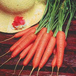 Carrot seeds - Long Lisse de Meaux Carrot